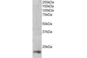 Western Blotting (WB) image for Mago-Nashi Homolog (MAGOH) peptide (ABIN369895) (Mago-Nashi Homolog (MAGOH) Peptide)