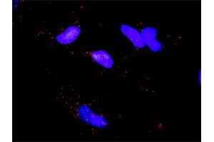 Proximity Ligation Analysis of protein-protein interactions between MAPKAPK5 and EIF4EBP1. (MAPKAP Kinase 5 抗体  (AA 1-471))