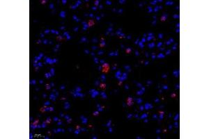 Immunofluorescence of paraffin embedded mouse lung using colEC12 (ABIN7073552) at dilution of 1:650 (400x lens)
