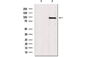 Western blot analysis of extracts from mouse brain, using GSN Antibody. (Gelsolin 抗体  (C-Term))