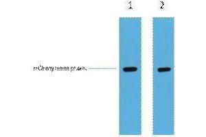 Western Blotting (WB) image for anti-mCherry Fluorescent Protein antibody (ABIN3178733) (mCherry 抗体)