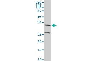 XAF1 MaxPab rabbit polyclonal antibody. (XAF1 抗体  (AA 1-301))