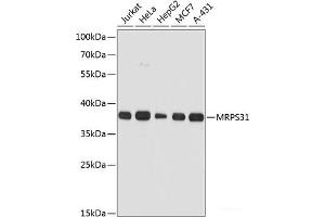 Western blot analysis of extracts of various cell lines using MRPS31 Polyclonal Antibody at dilution of 1:3000. (MRPS31 抗体)