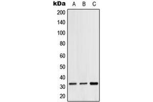 Western blot analysis of Hydrophobestin expression in HeLa (A), SP2/0 (B), H9C2 (C) whole cell lysates. (CGREF1 抗体  (C-Term))