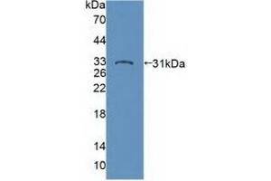 Western Blotting (WB) image for anti-Tyrosine-Protein Phosphatase Non-Receptor Type 22 (PTPN22) (AA 1-233) antibody (ABIN7444976)
