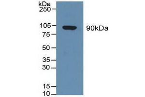 Western blot analysis of Human Serum. (Gelsolin 抗体  (AA 674-782))