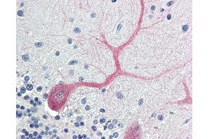 Anti-BIRC7 / Livin antibody IHC of human brain, cerebellum. (BIRC7 抗体  (AA 264-280))