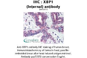 Image no. 1 for anti-X-Box Binding Protein 1 (XBP1) (AA 358-372) antibody (ABIN1740861) (XBP1 抗体  (AA 358-372))