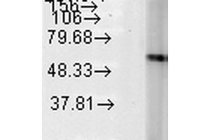 Western Blot analysis of Human Heat Shocked HeLa cell lysates showing detection of Hsp60 protein using Mouse Anti-Hsp60 Monoclonal Antibody, Clone LK-2 . (HSPD1 抗体  (Atto 488))