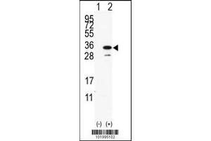 Western blot analysis of PDAP1 using rabbit polyclonal PDAP1 Antibody using 293 cell lysates (2 ug/lane) either nontransfected (Lane 1) or transiently transfected with the PDAP1 gene (Lane 2).
