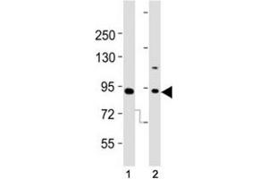 Western blot testing of Dnmt3b antibody at 1:2000 dilution. (DNMT3B 抗体  (AA 389-417))
