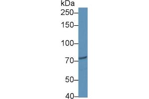 Western Blot; Sample: Human jurkat cell lysate; ;Primary Ab: 1µg/ml Rabbit Anti-Human CIP2A Antibody;Second Ab: 0. (KIAA1524 抗体  (AA 230-560))