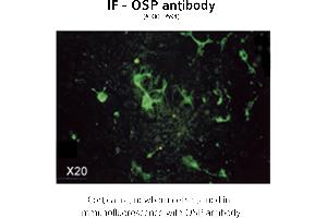 Image no. 3 for anti-Claudin 11 (CLDN11) (C-Term) antibody (ABIN346949) (Claudin 11 抗体  (C-Term))