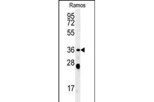 NCF1 Antibody (N-term) (ABIN652063 and ABIN2840531) western blot analysis in Ramos cell line lysates (35 μg/lane). (NCF1 抗体  (N-Term))