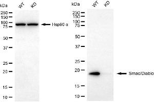 Western blotting analysis using Smac/Diablo antibody (ABIN7800284). (Recombinant DIABLO 抗体)