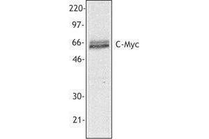 Western Blotting (WB) image for anti-Myc Proto-Oncogene protein (MYC) antibody (ABIN2666319) (c-MYC 抗体)