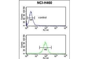 EXOC5 Antibody (C-term) (ABIN652954 and ABIN2842609) flow cytometric analysis of NCI- cells (bottom histogram) compared to a negative control cell (top histogram).