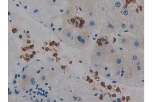 Immunohistochemistry (IHC) image for anti-Protein Tyrosine Phosphatase, Receptor Type, Q (PTPRQ) (AA 36-294) antibody (ABIN7442573)