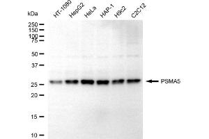 anti-Proteasome Subunit alpha 5 (PSMA5) antibody