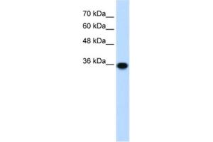 Western Blotting (WB) image for anti-Pirin (PIR) antibody (ABIN2460778) (Pirin 抗体)