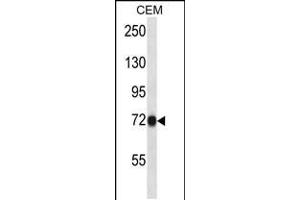 Western blot analysis in CEM cell line lysates (35ug/lane). (CNNM4 抗体  (C-Term))
