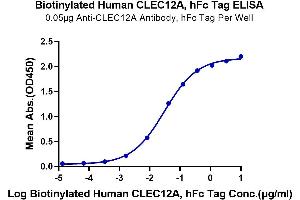 ELISA image for C-Type Lectin Domain Family 12, Member A (CLEC12A) (AA 65-265) protein (Fc-Avi Tag,Biotin) (ABIN7274359)