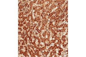 Immunohistochemical analysis of paraffin-embedded human liver tissue using D performed on the Leica® BOND RXm. (ATG7 抗体  (C-Term))