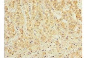Immunohistochemistry of paraffin-embedded human adrenal gland tissue using ABIN7162366 at dilution of 1:100 (OXR1 抗体  (AA 401-600))