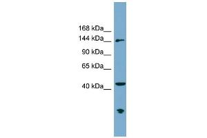 WB Suggested Anti-ERCC6L Antibody Titration: 0.