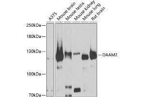 Western blot analysis of extracts of various cell lines, using D antibody (ABIN6127743, ABIN6139383, ABIN6139384 and ABIN6223348) at 1:1000 dilution. (DAAM2 抗体  (AA 1-86))