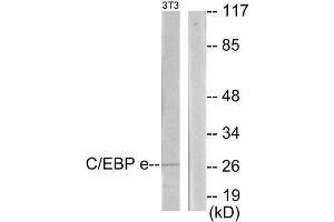 Western Blotting (WB) image for anti-CCAAT/enhancer Binding Protein (C/EBP), epsilon (CEBPE) (C-Term) antibody (ABIN1849651) (CEBPE 抗体  (C-Term))