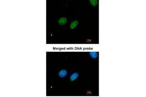 Immunofluorescence (IF) image for anti-X-Ray Repair Complementing Defective Repair in Chinese Hamster Cells 4 (XRCC4) (C-Term) antibody (ABIN2856695)