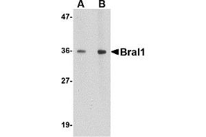 Western Blotting (WB) image for anti-Hyaluronan and Proteoglycan Link Protein 2 (HAPLN2) (Middle Region) antibody (ABIN1030892)