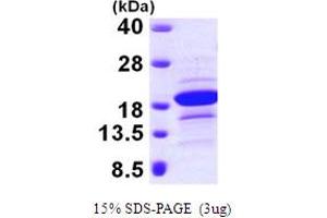 SDS-PAGE (SDS) image for Endothelial Differentiation Related Factor 1 (EDF1) (AA 1-148) protein (His tag) (ABIN667169) (EDF1 Protein (AA 1-148) (His tag))