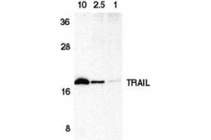 Western blot analysis of TRAIL in HeLa cell lysate containing 10, 2. (TRAIL 抗体  (C-Term))