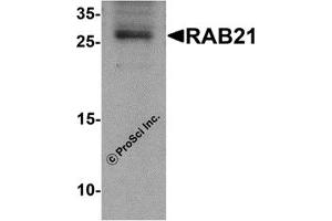Western Blotting (WB) image for anti-RAB21, Member RAS Oncogene Family (RAB21) (C-Term) antibody (ABIN1030610) (RAB21 抗体  (C-Term))