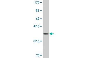 Western Blot detection against Immunogen (36. (AMELX 抗体  (AA 93-191))