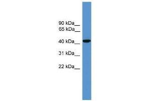Western Blot showing SYT5 antibody used at a concentration of 1. (Synaptotagmin V 抗体  (Middle Region))