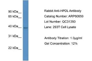 Western Blotting (WB) image for anti-4-Hydroxyphenylpyruvate Dioxygenase-Like (HPDL) (C-Term) antibody (ABIN2788529)
