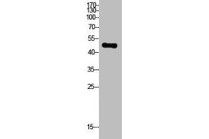Western Blot analysis of HepG2 cells using Acetyl-PTEN (K402) Polyclonal Antibody (PTEN 抗体  (acLys402))