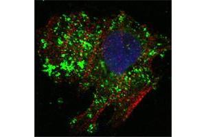 Confocal immunofluorescence analysis of Hela cells using BCL10 mouse mAb (green). (BCL10 抗体)