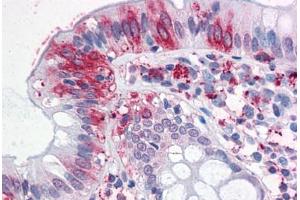 Anti-NPTN antibody  ABIN1049120 IHC staining of human colon. (NPTN 抗体  (Internal Region))