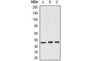 Western blot analysis of ING3 expression in SW620 (A), Hela (B), rat testis (C) whole cell lysates. (ING3 抗体)