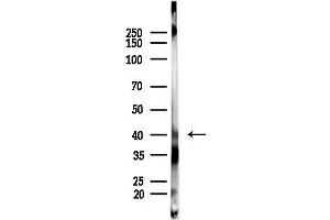 Western blot analysis of lysates from PC12 cells, using Phospho-MKK3/MKK6 (Thr193/Thr211) Antibody at 1/1000 dilution.