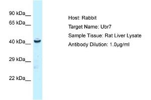 Host: Rabbit Target Name: UBR7 Sample Tissue: Rat Liver Antibody Dilution: 1ug/ml (UBR7 抗体  (N-Term))