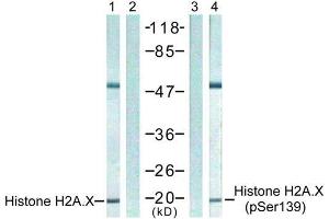 Western blot analysis of extract from 293 cells untreated or treated with UV, using Histone H2A. (H2AFX 抗体  (pSer139))