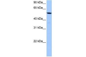 C18ORF54 antibody used at 1 ug/ml to detect target protein. (C18orf54 抗体)