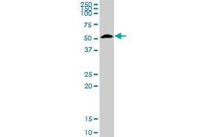 FUCA1 MaxPab rabbit polyclonal antibody. (FUCA1 抗体  (AA 1-461))