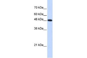 WB Suggested Anti-POLM Antibody Titration: 0. (POLM 抗体  (Middle Region))