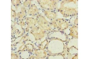 Immunohistochemistry of paraffin-embedded human kidney tissue using ABIN7150316 at dilution of 1:100 (GINS2 抗体  (AA 1-185))